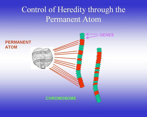 Permanent Atom